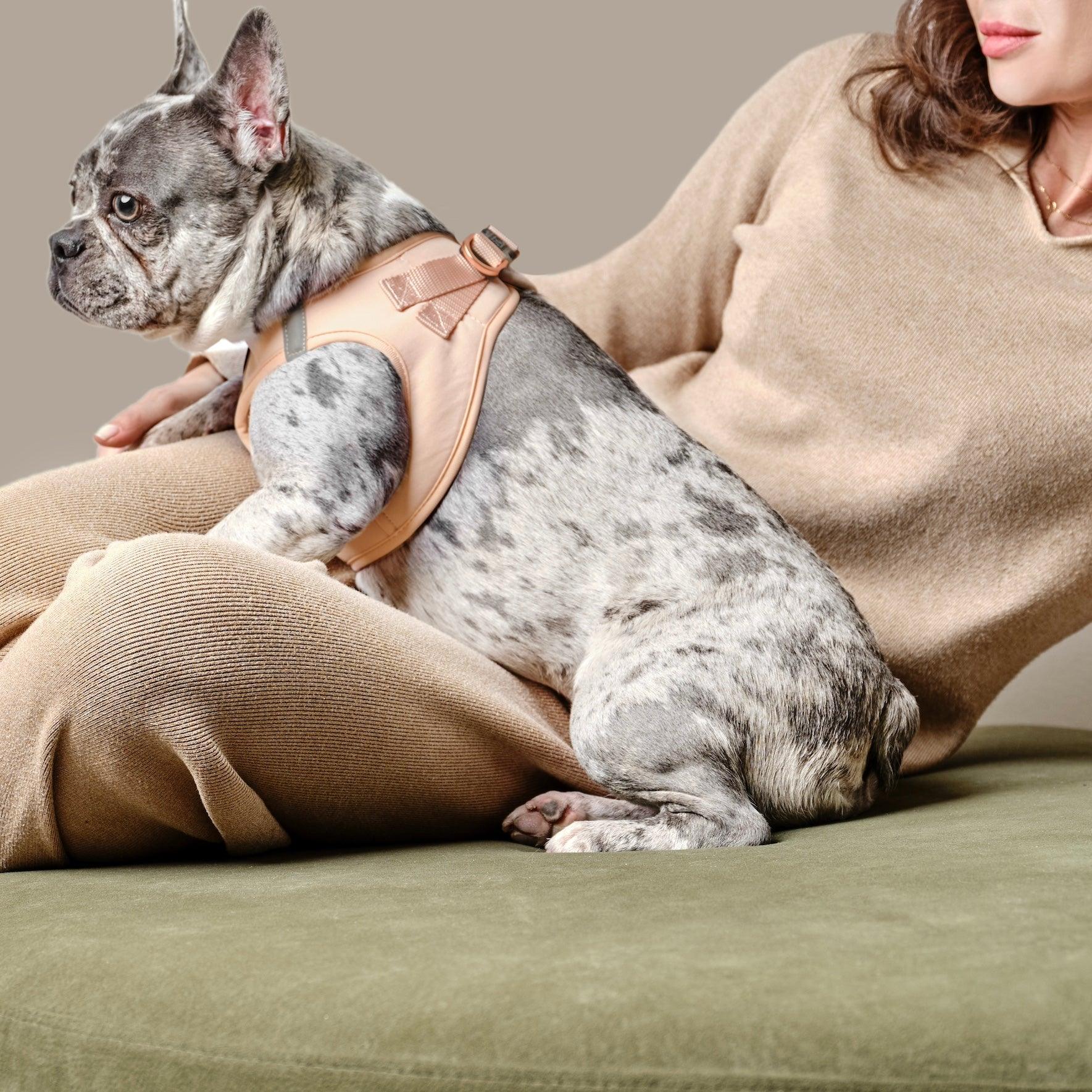 Harness - Step-In SoHo Dog Harness - Dune