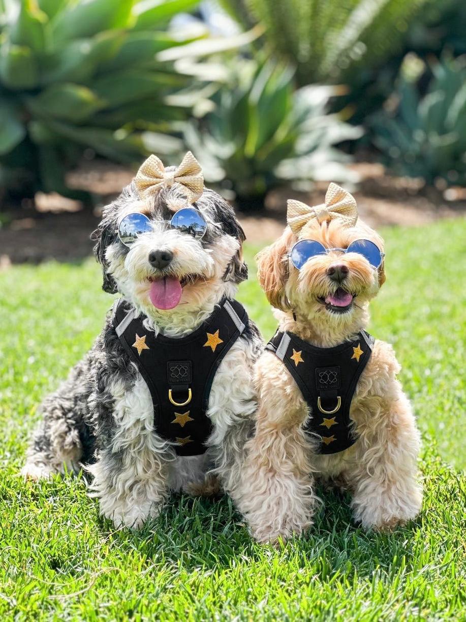 Harness - Step-In SoHo Dog Harness - Rockstar