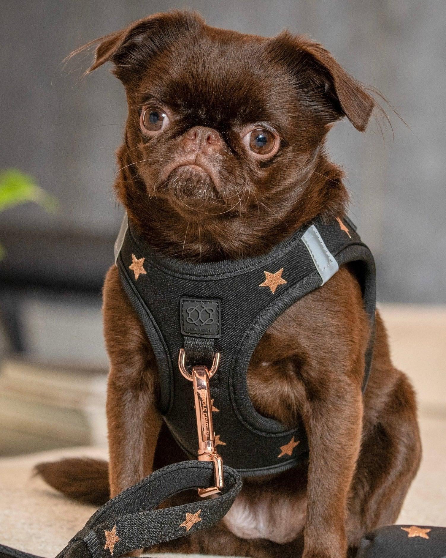 Harness - Step-In SoHo Dog Harness - Rockstar