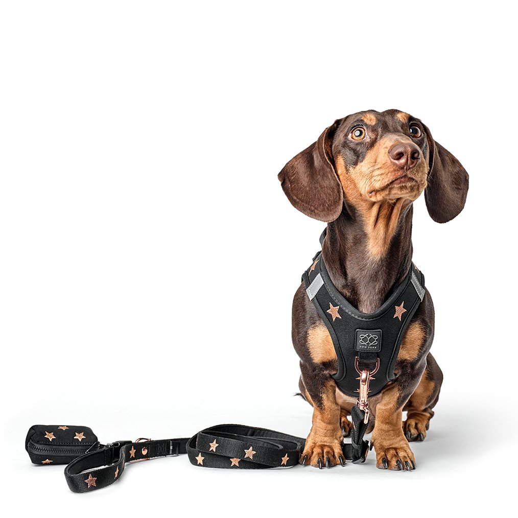 Harness - Step-In SoHo Dog Harness - Rockstar