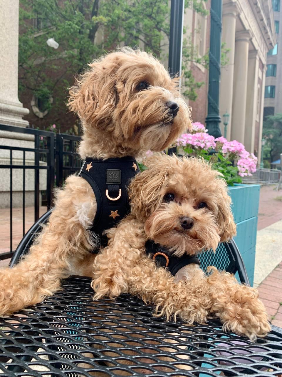 Harness - Step-In SoHo Dog Harness - Rockstar