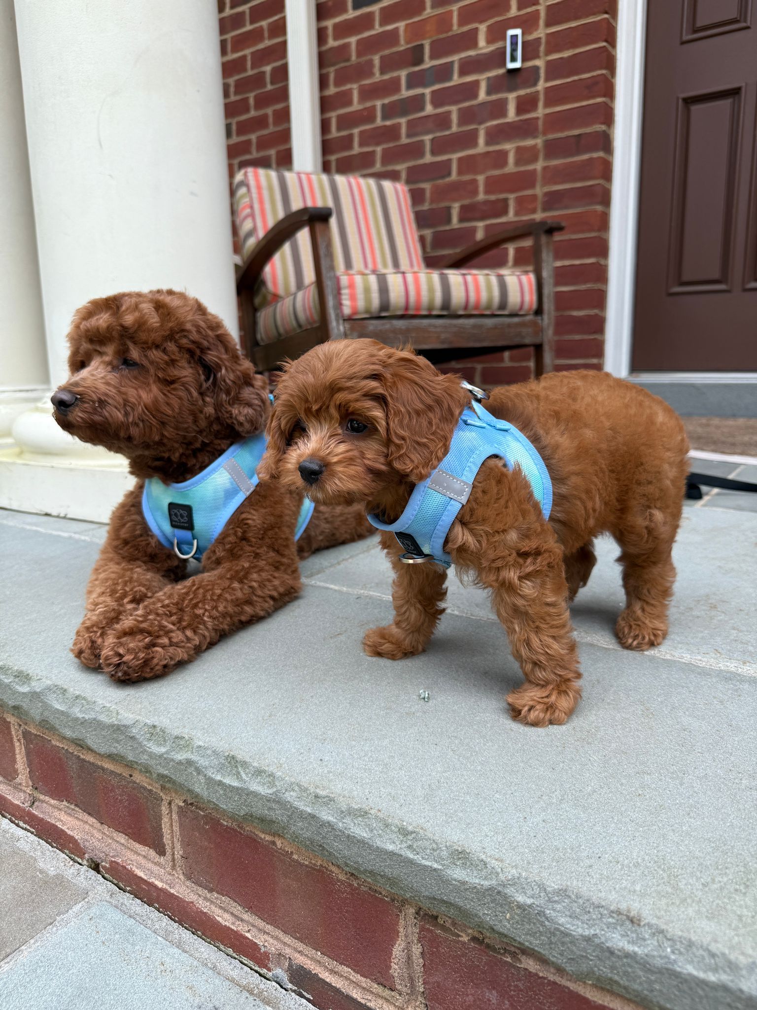 Summer AIR Harness - Ocean