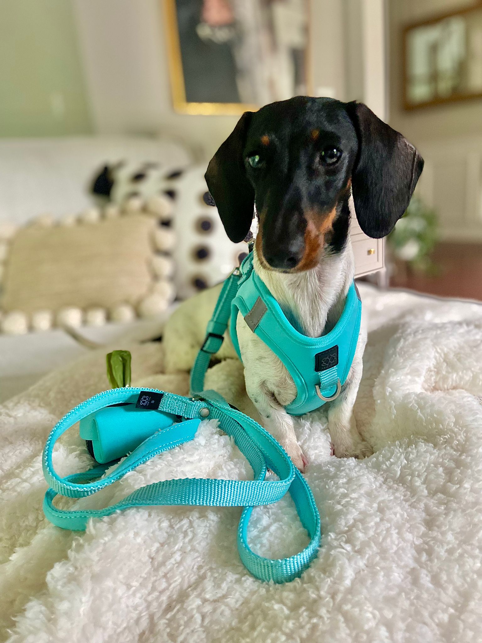 3-in-1 City Dog Leash - Fifth Avenue