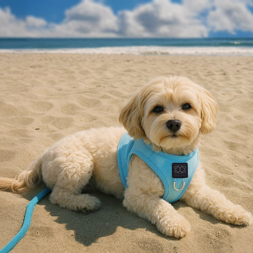 Summer AIR Harness - Ocean