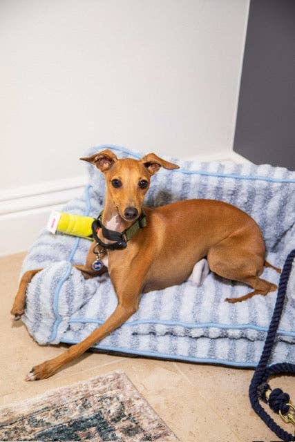 Luxury Light Blue Striped Sofa Dog Bed