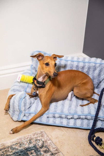 Luxury Light Blue Striped Sofa Dog Bed