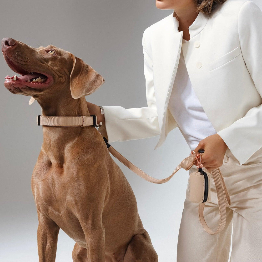 Pet Collars &amp; Harnesses City Collar - Dune