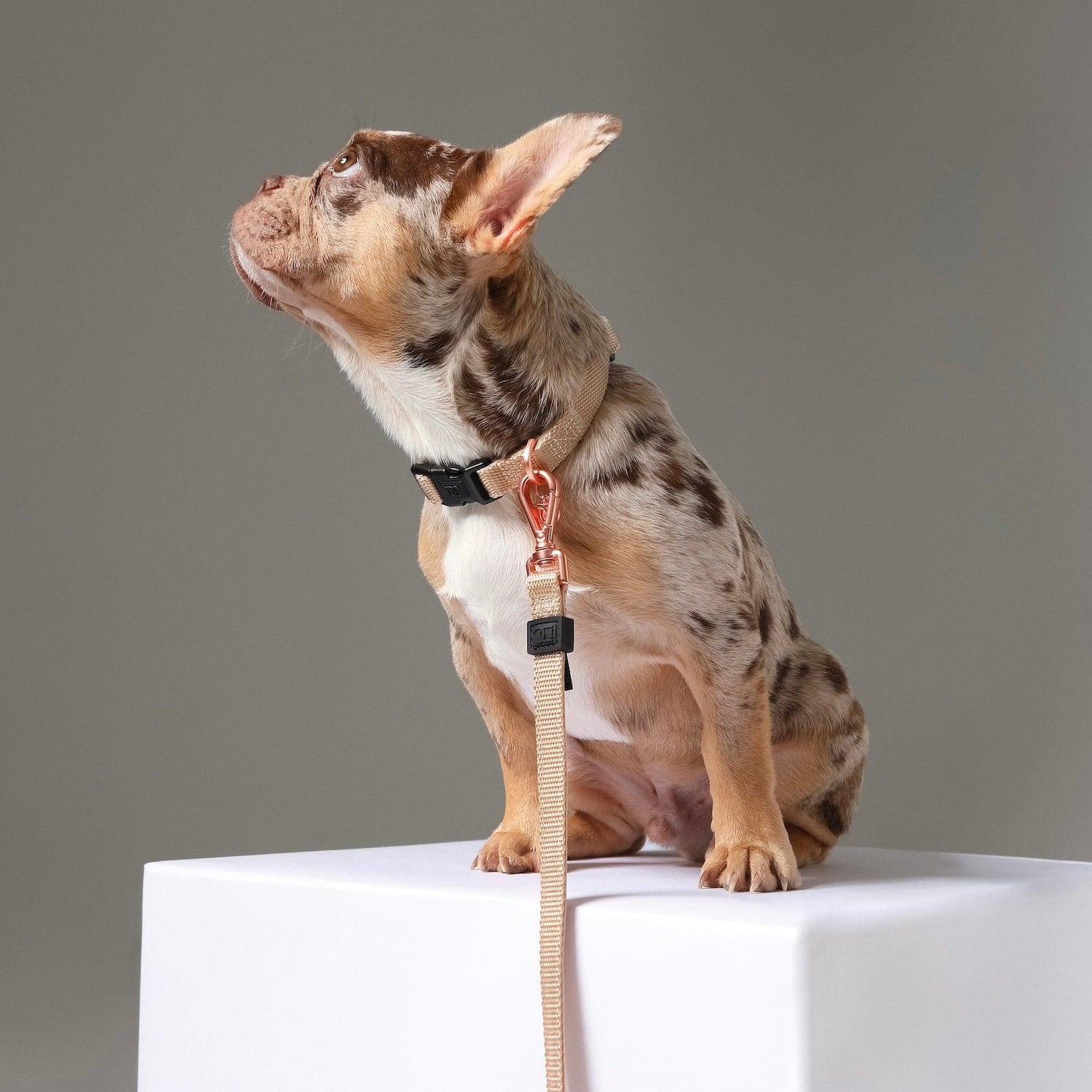 3-in-1 City Dog Leash - Dune