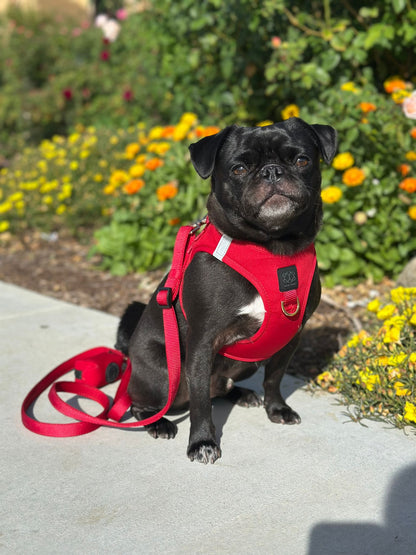 City Dog Leash - Iconic Red