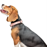 Collars - Adjustable The DOGISTRY x Fi Sweetheart 3+ Collar Band