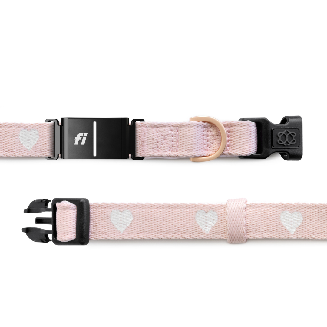 Collars - Adjustable The DOGISTRY x Fi Sweetheart 3+ Collar Band