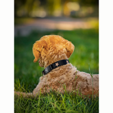 Collars - Adjustable The DOGISTRY x Fi Rockstar 3+ Collar Band