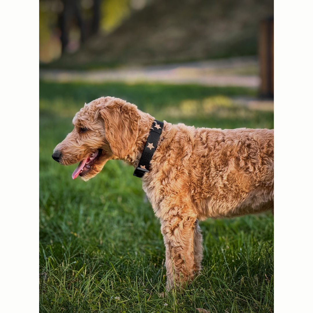 Collars - Adjustable The DOGISTRY x Fi Rockstar 3+ Collar Band