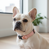 Pet Collars & Harnesses City Collar - Blush