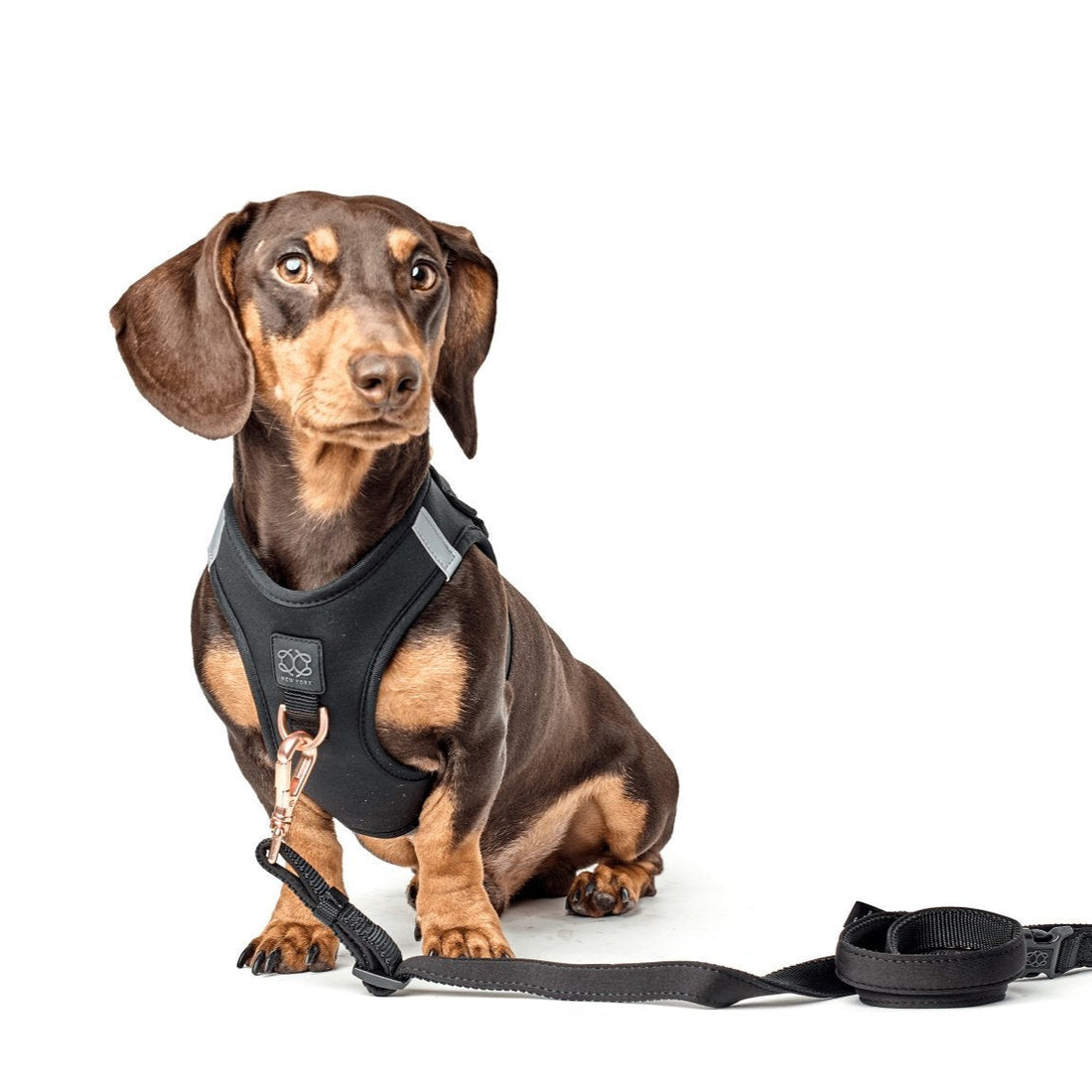 SoHo Dog Harness - Black