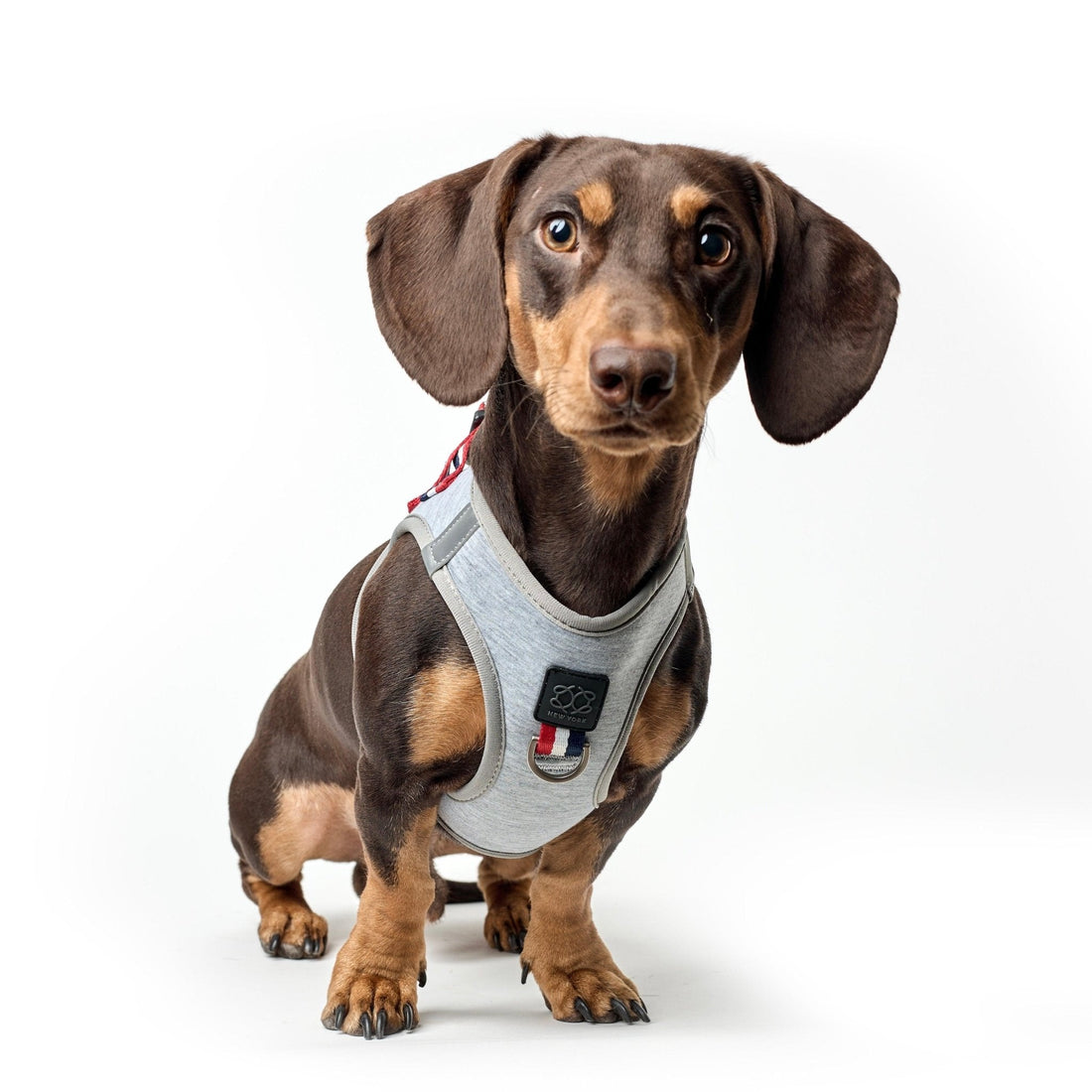 SoHo Dog Harness - Champion