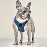 Harness - Adjustable SoHo Dog Harness - Denim