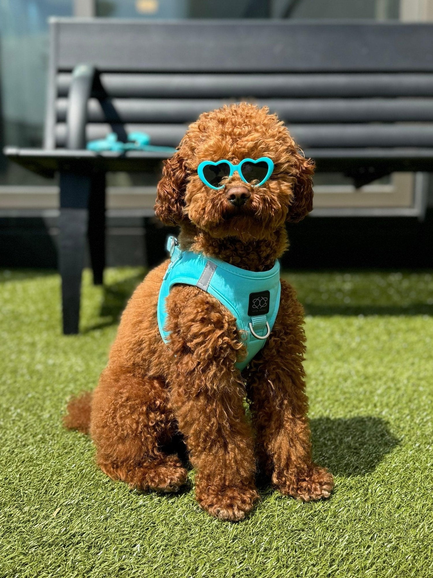 Harness - Step-In SoHo Dog Harness - Fifth Avenue