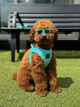 Harness - Step-In SoHo Dog Harness - Fifth Avenue