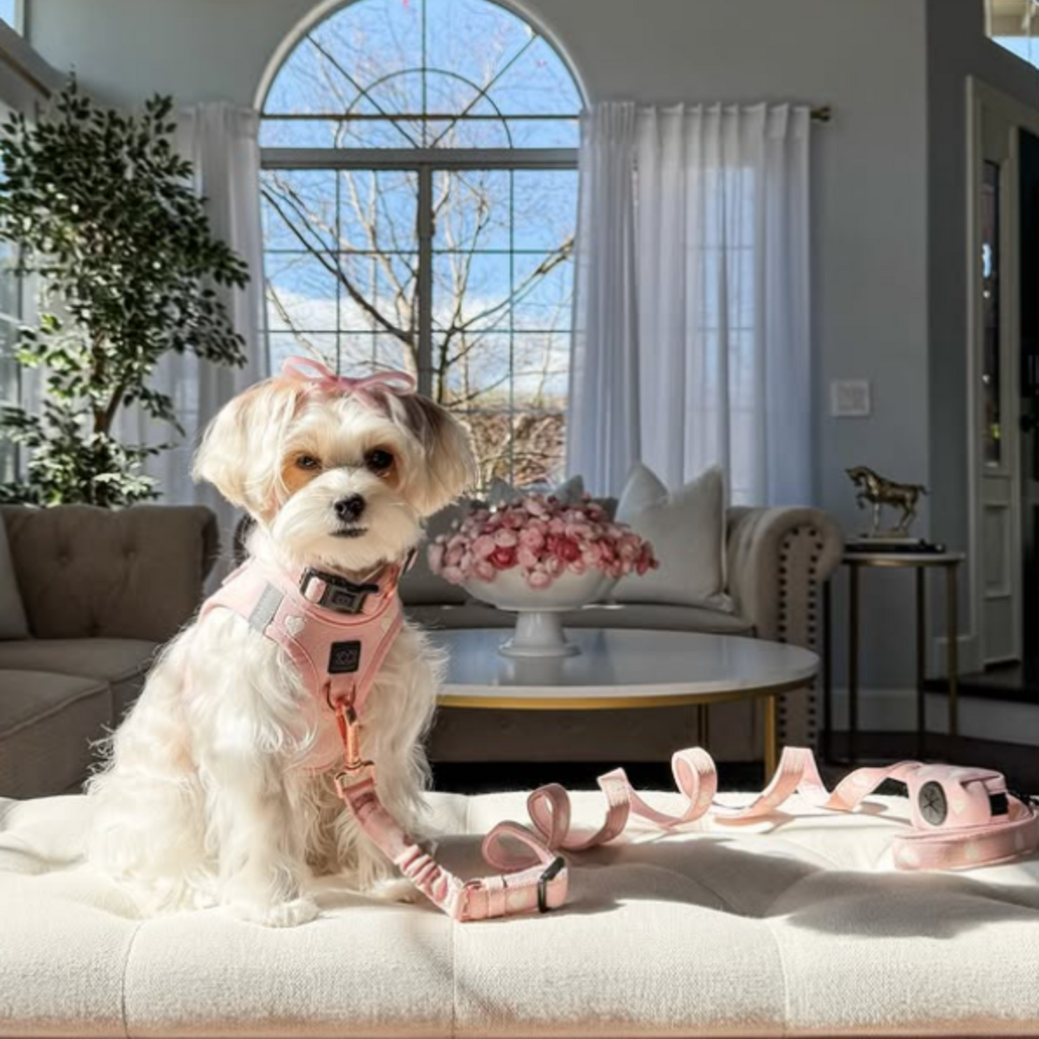 SoHo Dog Harness - Sweetheart