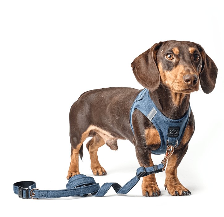 Harness - Adjustable SoHo Dog Harness - Denim