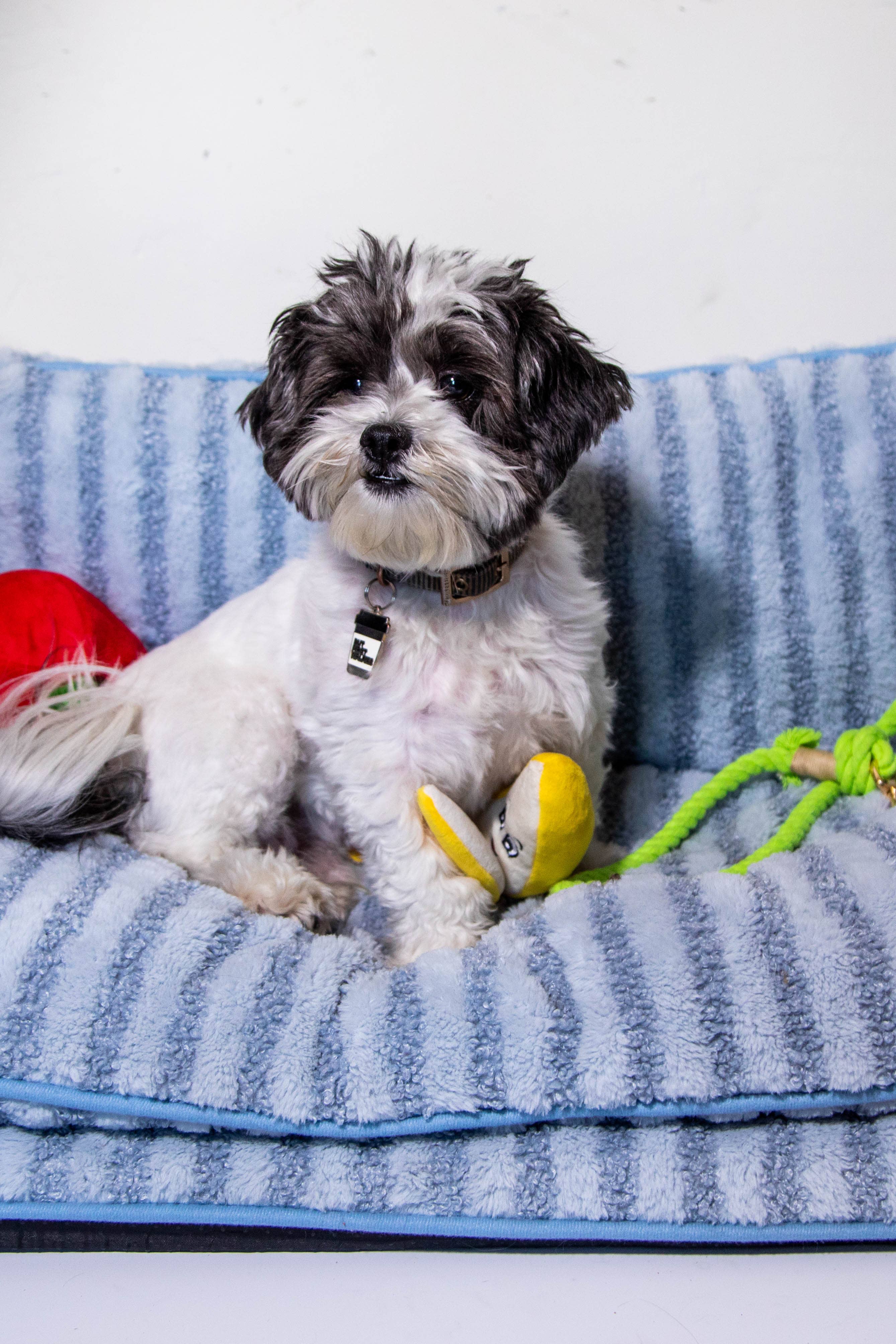 Luxury Light Blue Striped Sofa Dog Bed