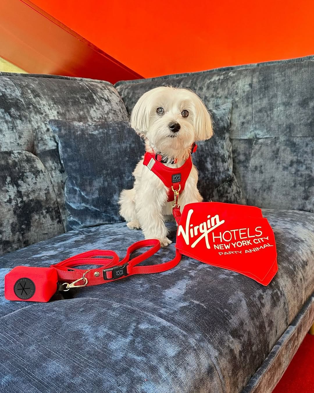 City Dog Leash - Iconic Red