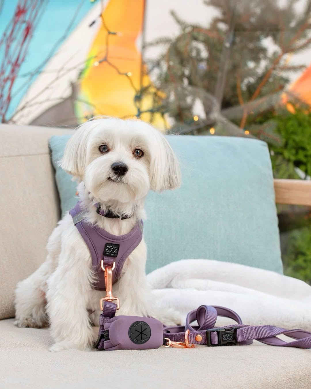City Dog Leash - Lilac Gray