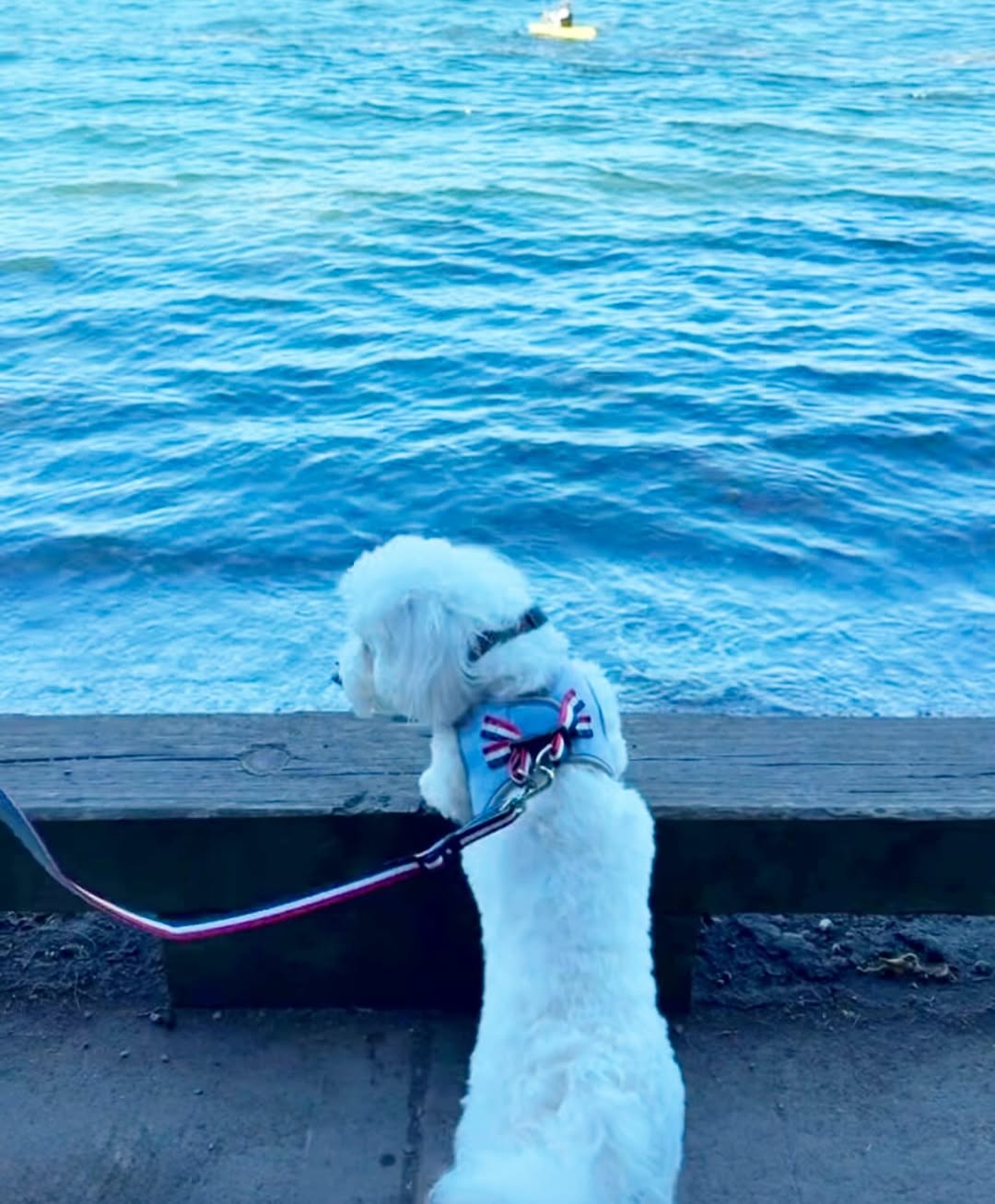 City Dog Leash - Champion Gray