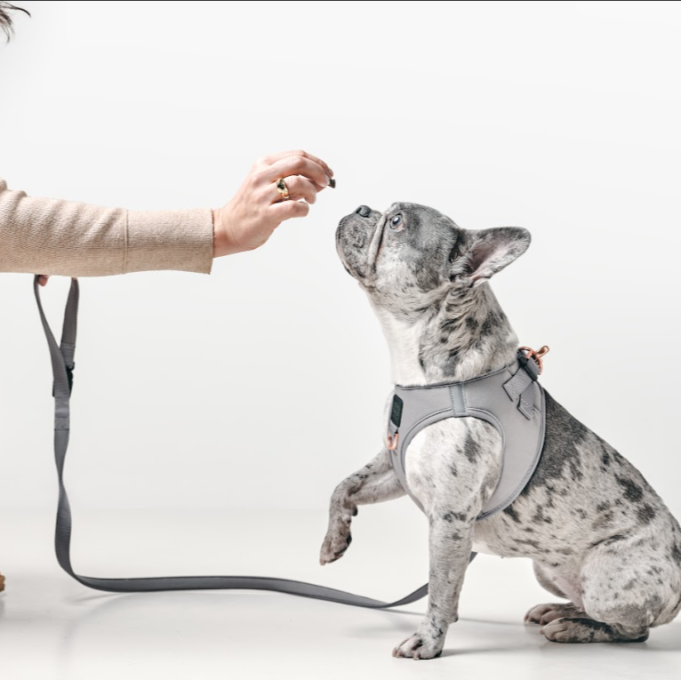 City Dog Leash - Steel